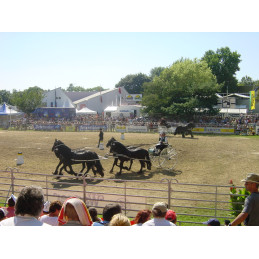 sjees frisonne attelée à 4 chevaux