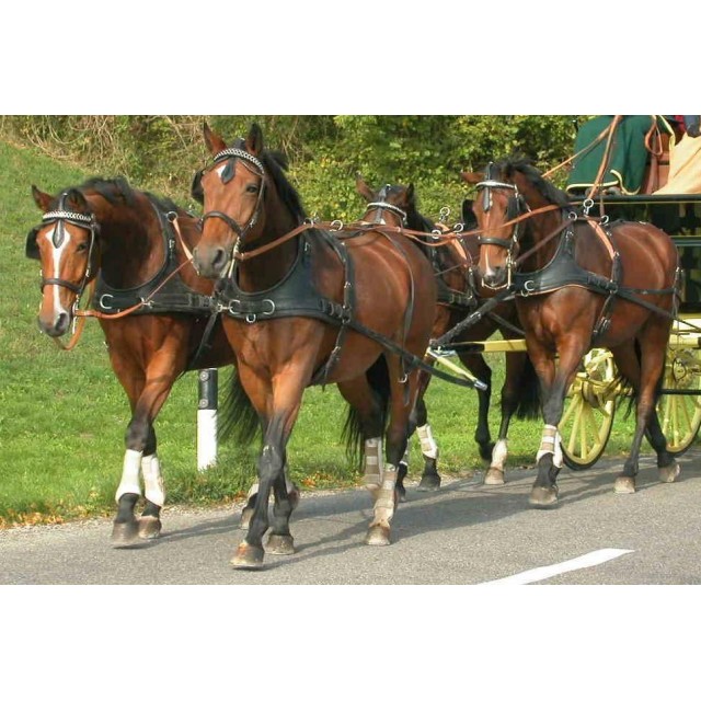 Harnais à 4 chevaux  colliers bricoles